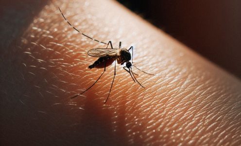 Remedio casero para picadura de mosquitos