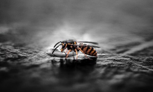 Cómo aliviar una picadura de avispa,  abeja o abejorro- Remedios