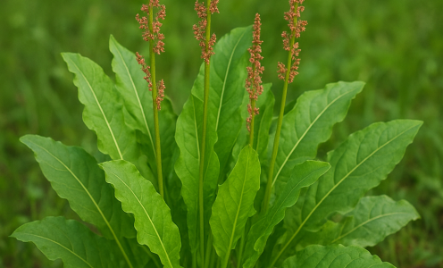 Acedera (Rumex acetosa), una verdura silvestre con poderes curativos